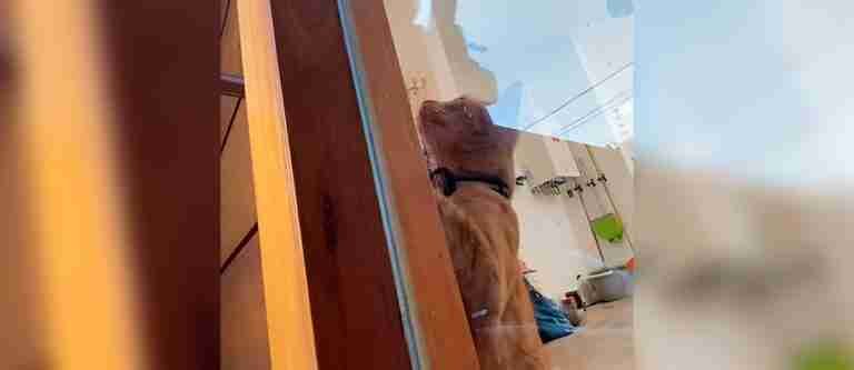 Gata es viral en redes por abrirle la puerta de la casa a su dueño