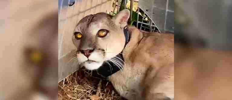 Rastrearán por primera vez la vida silvestre de un puma concolor en Antioquia, le contamos los detalles