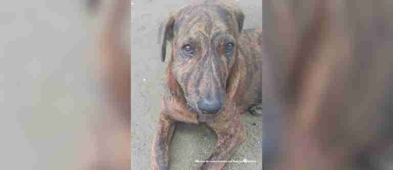 Judicializaron a dos presuntos agresores de animales en Tolima
