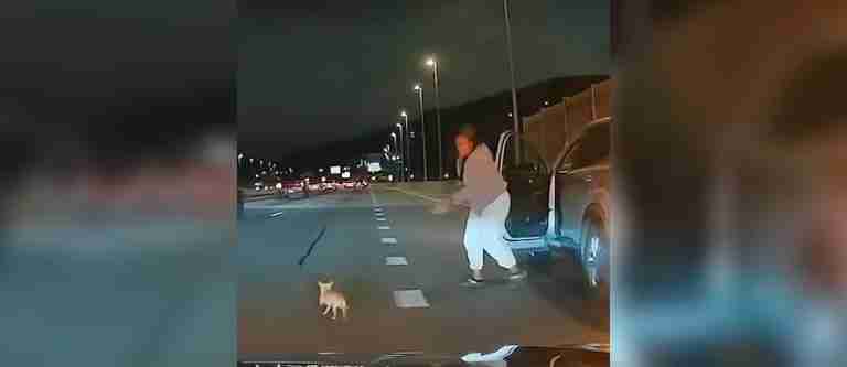 Perrito chihuahua provocó caos en autopista de Nueva York