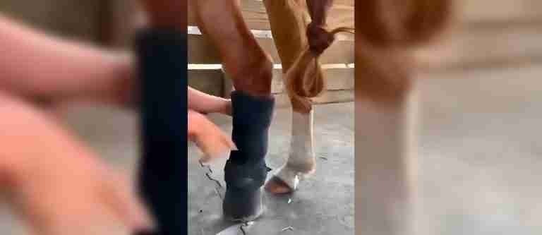 ¡Hermoso! Así fue la reacción de un caballo que pudo volver a galopar gracias a una prótesis