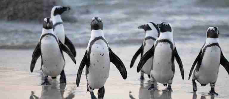 20 de enero: Día Mundial de los Pingüinos