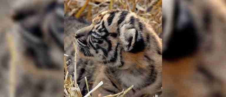 Nace en Italia una cría de tigre de Sumatra, especie en peligro crítico de extinción