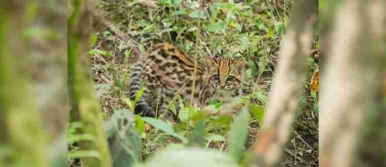 Liberan tigrillo lanudo en reserva natural del municipio de Sonsón, Antioquia