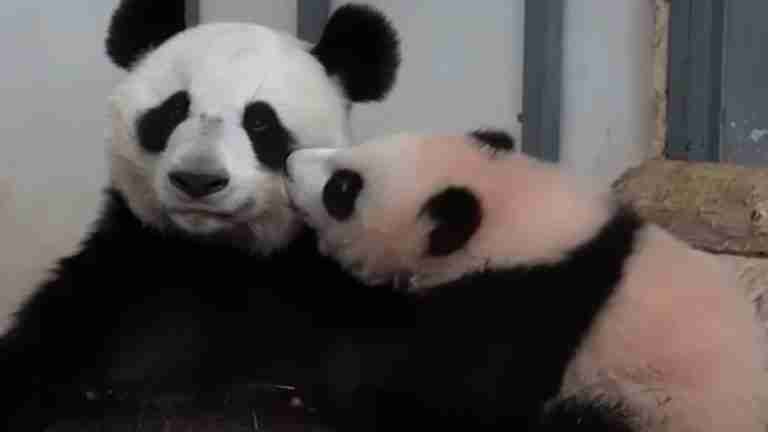 ¡Qué ternura! Osezna panda besa a su madre