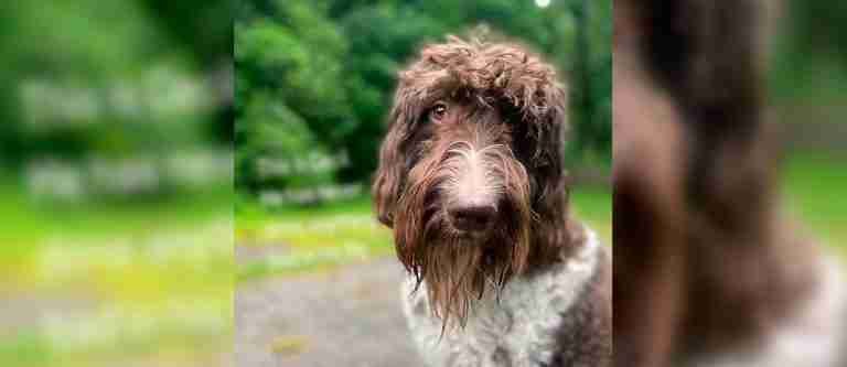 Este es Cecil, el perrito que se comió 4 mil dólares