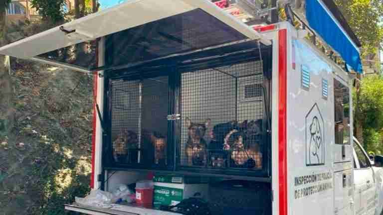 Rescatan 55 animales de compañía en condiciones de abandono y maltrato en Medellín