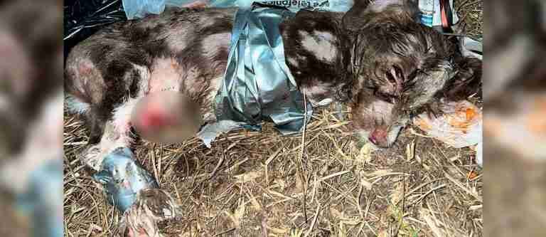 ¿Hasta cuándo? Denuncian en redes el abandono de un cachorro amordazado en un basurero