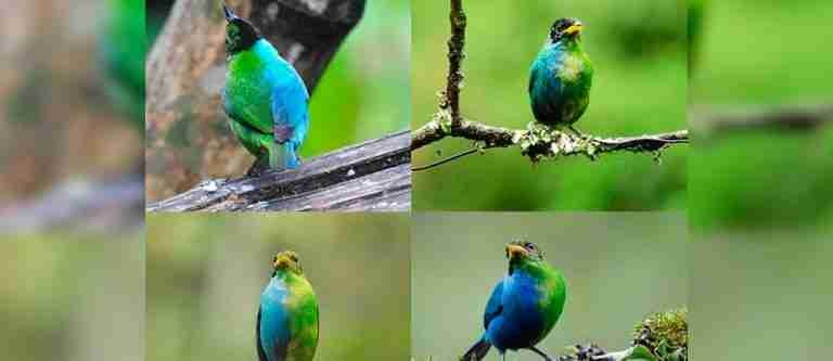 Descubren pájaro mitad hembra y mitad macho en Colombia