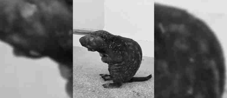 ¡Qué tristeza! Murió guagua loba que había sido rescatada en emergencia forestal en Norte de Santander