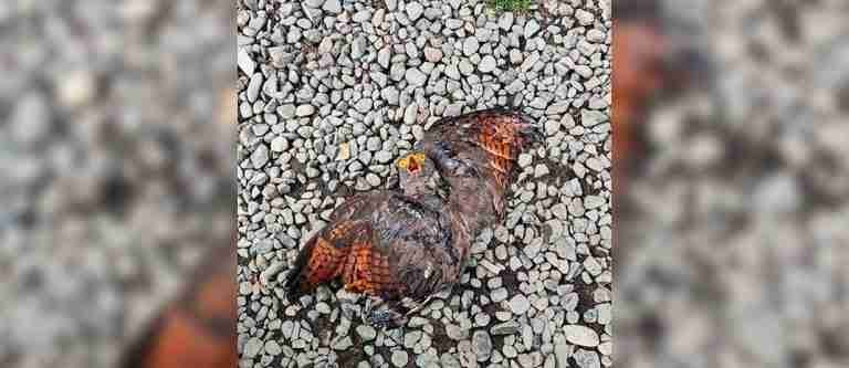 ¡Aberrante! Las celebraciones con pólvora de fin de año dejaron más aves heridas que en 2022