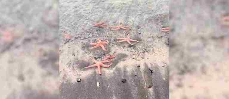 ¿Qué pasó? Reportan varazón masiva de estrellas de mar en una playa chilena