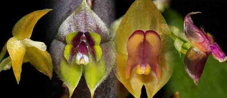 Descubrimiento de nuevas orquídeas busca homenajear a mujeres colombianas