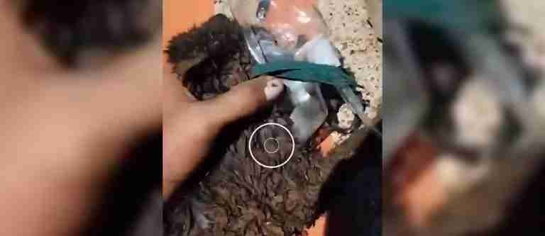 Medellín: así fue el rescate de un gatico atrapado bajo unos escombros