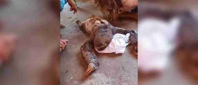 ¡Qué tristeza! Rescatan a una perezosa que fue brutalmente agredida por un hombre en Magdalena