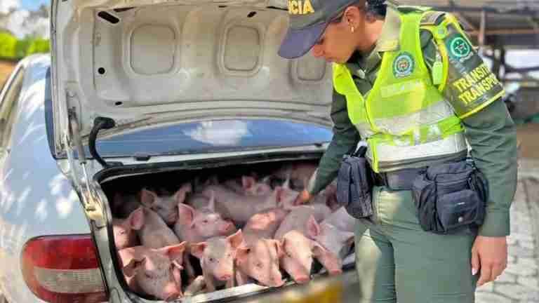 Policía de Antioquia recuperó 20 cerditos que habían sido robados a un campesino en Anorí