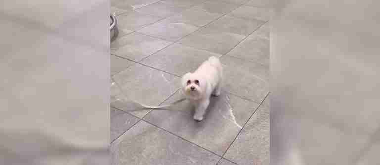 Viral en redes: así fue el hermoso reencuentro entre mujer y su perrito