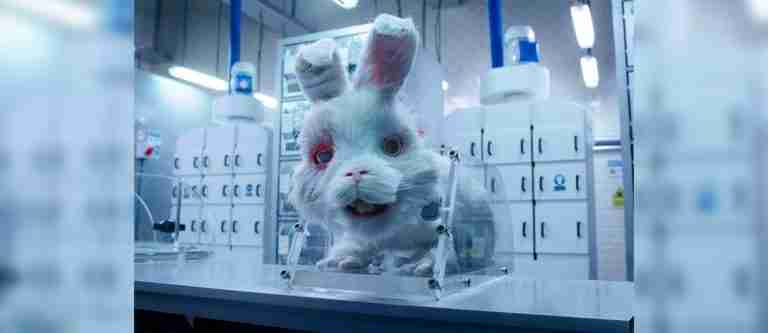 Chile prohíbe experimentar productos cosméticos en animales