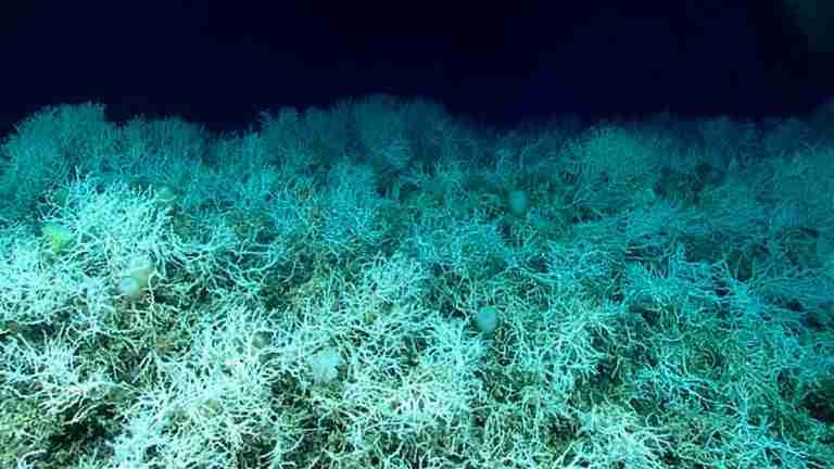Descubren el arrecife de coral de aguas profundas más grande el mundo