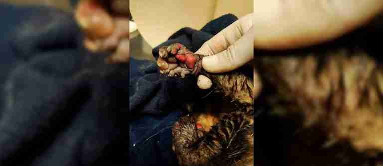 Animales gravemente afectados por los incendios