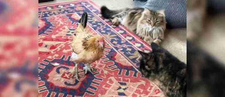 Con 21 años, falleció Peanut, la gallina más longeva del mundo