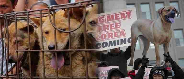 ¡Es oficial! Corea del Sur prohíbe la venta de carne de perro