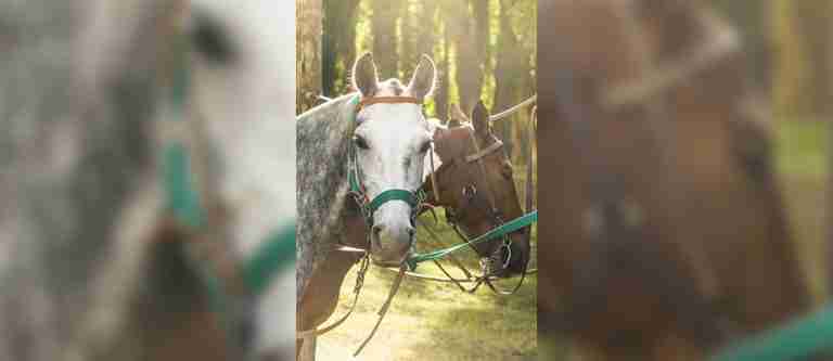 ¡Qué tristeza! Un caballo falleció durante la cabalgata de la Feria de Manizales