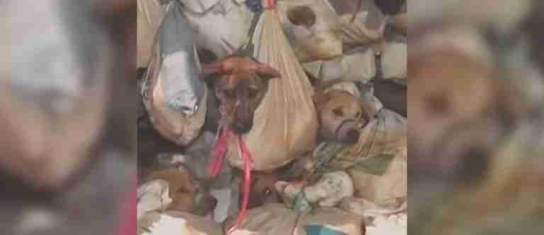 Autoridades rescataron a más de 200 perros que serían sacrificados en Indonesia