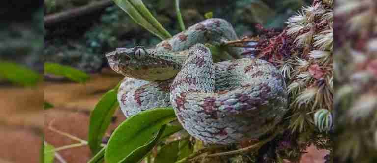 Víbora de pestañas: descubren cinco nuevas especies en Colombia y Ecuador