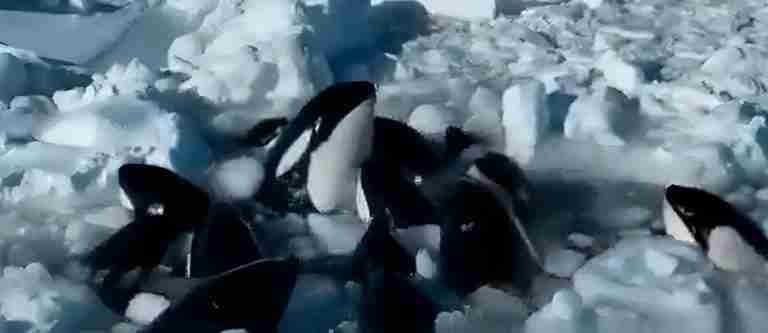 Un grupo de orcas quedó atrapado entre témpanos de hielo en Japón