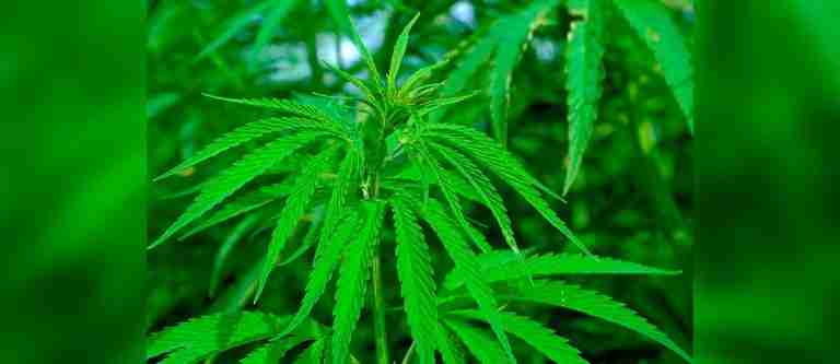 Alemania, a un paso de legalizar el cannabis recreativo