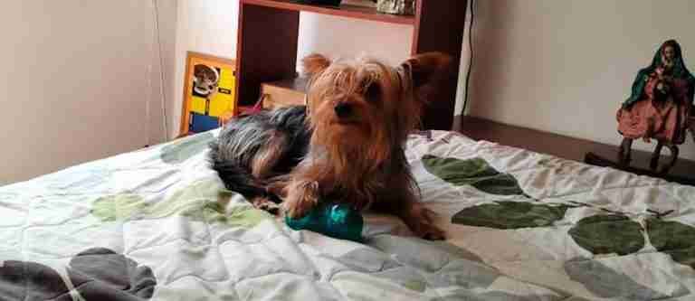 Fueron judicializados dos presuntos agresores de animales en Cundinamarca