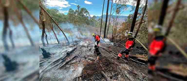 Aún no es momento de restaurar bosques incendiados, dicen expertos