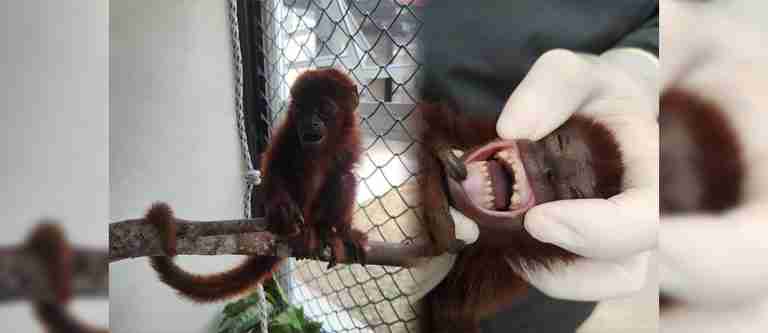 ¡Qué tristeza! A mono aullador que permanencia en cautiverio le cortaron sus dientes con un cortauñas