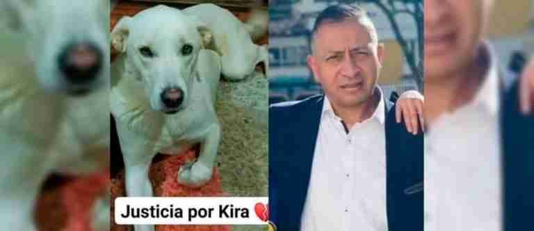 ¡Inaceptable! Hombre dispara contra una perrita llamada Kira en Boyacá