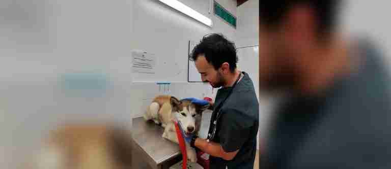 ¡Buenas noticias! Rescatan perrito maltratado a «escobazos» en Loma de los Bernal