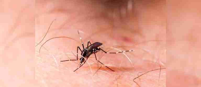 OMS: los casos de dengue continúan aumentando este año