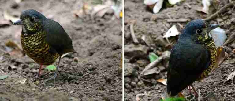 Descubren una nueva especie de ave en la Sierra Nevada de Santa Marta