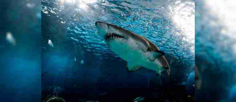 Algunos tiburones y rayas volverán a ser objetos de pesca incidental en Colombia