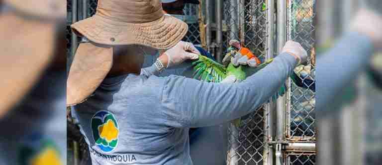 Tráfico de fauna silvestre: 25 animales liberados por Corantioquia para su rehabilitación
