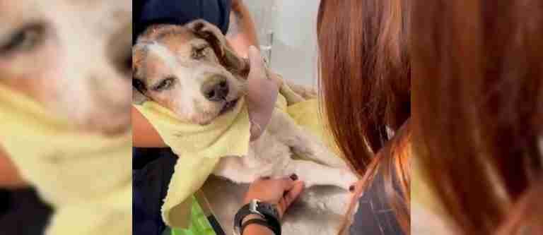 ¡Qué tristeza! Falleció perrita que fue enterrada viva en Itagüí