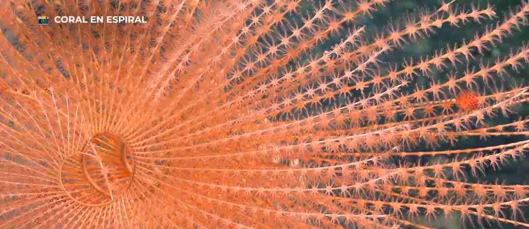 Cortesía: Schmidt Ocean Institute