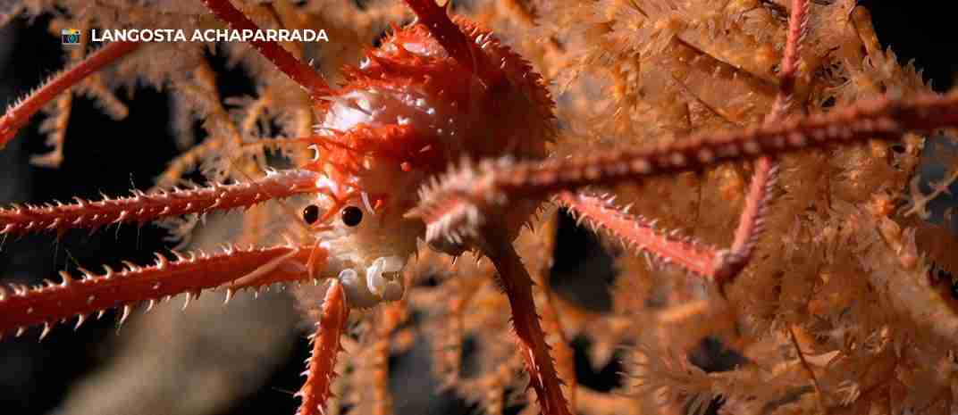 Cortesía: Schmidt Ocean Institute