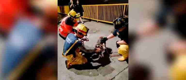 Bomberos de Bello rescatan un peludito atrapado en una quebrada