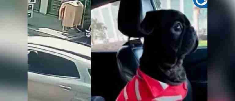 Familia sufre robo de camioneta y pierde a su perro, una carrera contra el tiempo para hallar a Otto