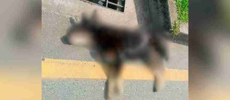 Alerta en la región por el aumento de animales sin vida que están apareciendo en la autopista Medellín-Bogotá