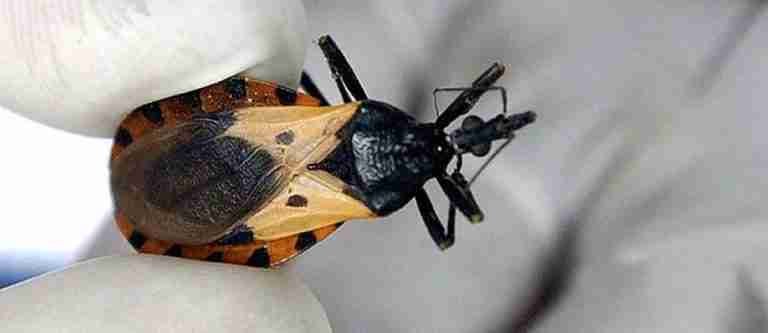 14 de abril: Día Mundial de la Enfermedad de Chagas