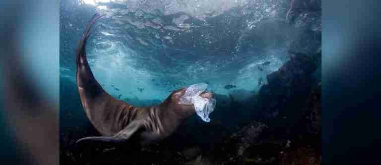 ¡Mundiales! Estos son los ganadores de los World Nature Photography Awards 2024