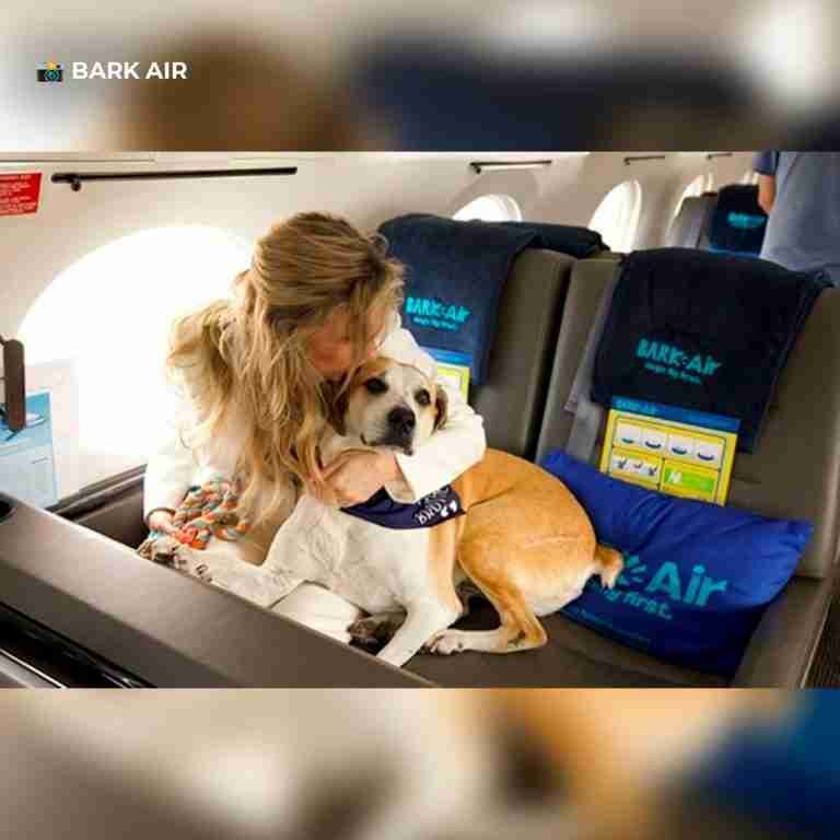 La primera aerolínea de lujo para perros es una realidad