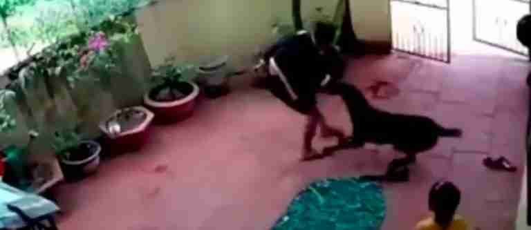 Un perro salva a una niña de presunto secuestrador, ¿realidad o entrenamiento?